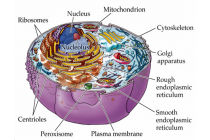 Topic 1 - Cell biology 1.1-1.3