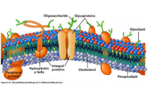 Topic 1 - Cell Biology 1.4 (Membrane Transport)