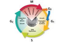 1.6 - Cell Division