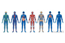 Topic 6 - Human Physiology